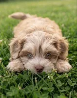Opal, a female Cockapoo and Shih Tzu for sale in Townsend, MA – 5 of 7