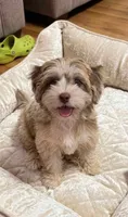 Opal, a female Cockapoo and Shih Tzu for sale in Townsend, MA – 4 of 7