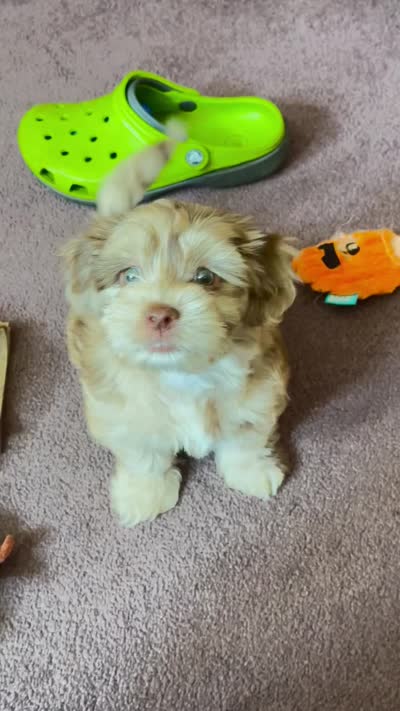 Opal, a female Cockapoo and Shih Tzu for sale in Townsend, MA – 6 of 7