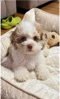Nina, a female Cockapoo and Shih Tzu for sale in Townsend, MA – 5 of 7