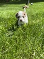 Nina, a female Cockapoo and Shih Tzu for sale in Townsend, MA – 3 of 4