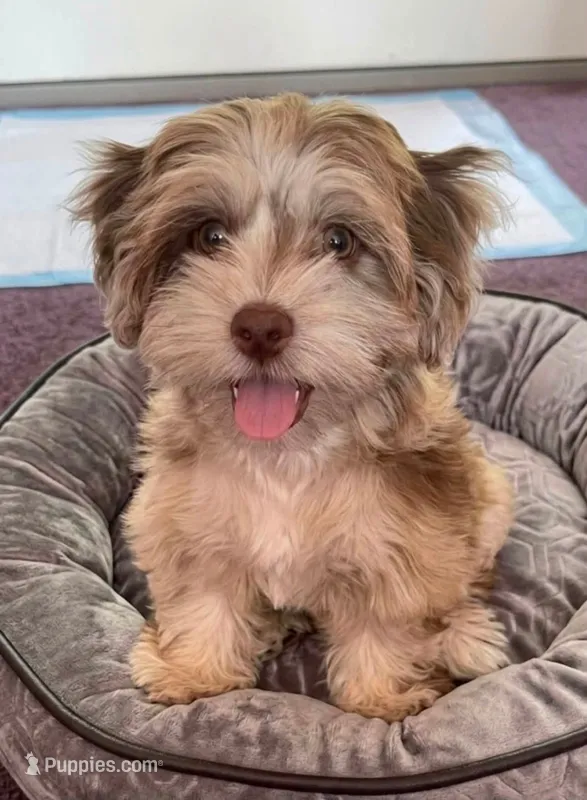 Opal – Cockapoo, Shih Tzu puppy for sale in Townsend, MA