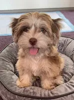 Opal, a female Cockapoo and Shih Tzu for sale in Townsend, MA – 1 of 7