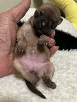 Big Foot, a female Chihuahua for sale in New Haven, CT – Photo 2 of 4