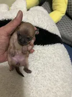 Big Foot, a female Chihuahua for sale in New Haven, CT – Photo 1 of 4