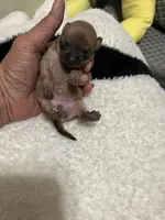 Big Foot, a female Chihuahua for sale in New Haven, CT – Photo 4 of 4