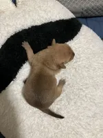 Baddie, a female Chihuahua for sale in New Haven, CT – Photo 4 of 6