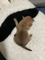 Baddie, a female Chihuahua for sale in New Haven, CT – Photo 2 of 6