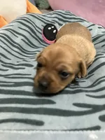 Baddie, a female Chihuahua for sale in New Haven, CT – Photo 1 of 6