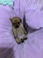 Baddie, a female Chihuahua for sale in New Haven, CT – Photo 6 of 6