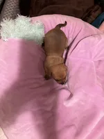 Baddie, a female Chihuahua for sale in New Haven, CT – Photo 5 of 6