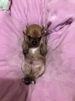 Chalupa, a male Chihuahua for sale in New Haven, CT – Photo 5 of 7