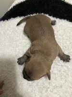 Chalupa, a male Chihuahua for sale in New Haven, CT – Photo 1 of 7