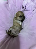 Chalupa, a male Chihuahua for sale in New Haven, CT – Photo 6 of 7