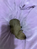 Chalupa, a male Chihuahua for sale in New Haven, CT – Photo 7 of 7