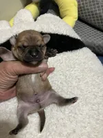 Chalupa, a male Chihuahua for sale in New Haven, CT – Photo 3 of 7