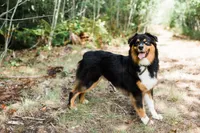 Ruger, a male Australian Shepherd for sale in Gorham, ME – Photo 5 of 5