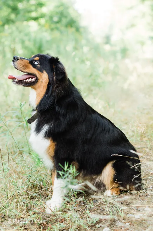 Ruger – Australian Shepherd puppy for sale in Gorham, ME