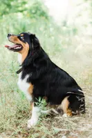 Ruger, a male Australian Shepherd for sale in Gorham, ME – Photo 1 of 5