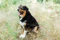 Ruger, a male Australian Shepherd for sale in Gorham, ME – Photo 4 of 5