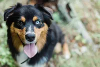 Ruger, a male Australian Shepherd for sale in Gorham, ME – Photo 3 of 5
