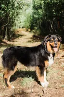 Ruger, a male Australian Shepherd for sale in Gorham, ME – Photo 2 of 5