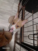 Amaretto, a female Pembroke Welsh Corgi for sale in Saluda, VA – 5 of 7