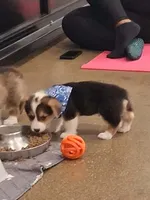 Bagel, a male Pembroke Welsh Corgi for sale in Saluda, VA – 2 of 7