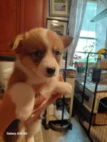 Biscuit, a male Pembroke Welsh Corgi for sale in Saluda, VA – 6 of 7