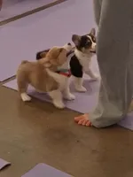 Biscuit, a male Pembroke Welsh Corgi for sale in Saluda, VA – 2 of 10