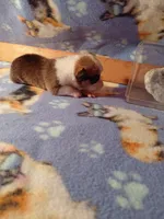 Waffles, a male Pembroke Welsh Corgi for sale in Saluda, VA – 2 of 3