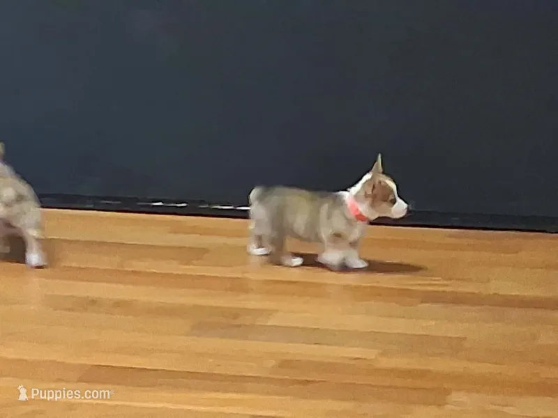 Kahlua – Pembroke Welsh Corgi puppy for sale in Saluda, VA