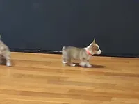Kahlua, a female Pembroke Welsh Corgi for sale in Saluda, VA – 1 of 6