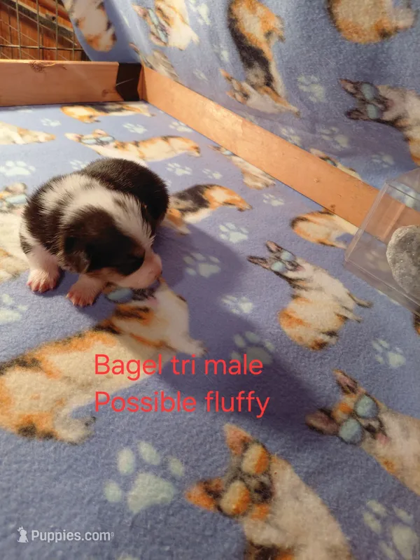 Bagel – Pembroke Welsh Corgi puppy for sale in Saluda, VA