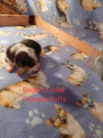 Bagel, a male Pembroke Welsh Corgi for sale in Saluda, VA – 1 of 3