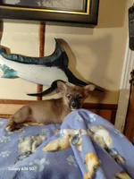 Tanqueray, a male Pembroke Welsh Corgi for sale in Saluda, VA – 5 of 8