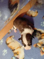 Churro, a male Pembroke Welsh Corgi for sale in Saluda, VA – 3 of 3