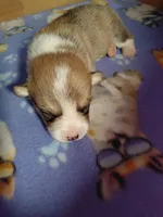 Waffles, a male Pembroke Welsh Corgi for sale in Saluda, VA – 1 of 3