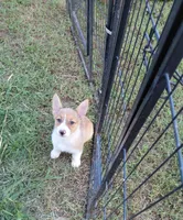 Amaretto, a female Pembroke Welsh Corgi for sale in Saluda, VA – 8 of 8