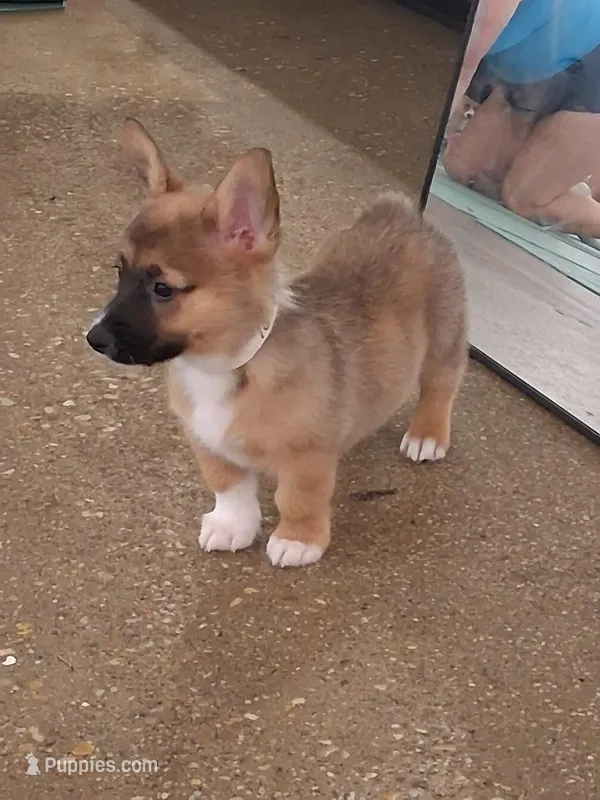 Tanqueray – Pembroke Welsh Corgi puppy for sale in Saluda, VA