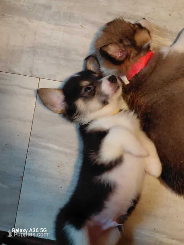 Scrambles – Pembroke Welsh Corgi puppy for sale in Saluda, VA