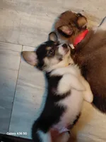 Scrambles, a male Pembroke Welsh Corgi for sale in Saluda, VA – 1 of 8