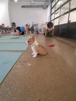 Amaretto, a female Pembroke Welsh Corgi for sale in Saluda, VA – 4 of 8