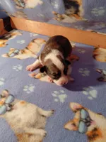 Churro, a male Pembroke Welsh Corgi for sale in Saluda, VA – 1 of 3