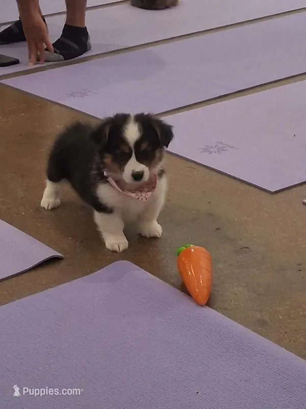 Muffin – Pembroke Welsh Corgi puppy for sale in Saluda, VA