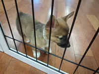 Tanqueray, a male Pembroke Welsh Corgi for sale in Saluda, VA – 2 of 8