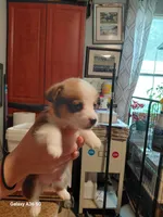 Waffles, a male Pembroke Welsh Corgi for sale in Saluda, VA – 1 of 5