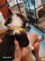 Scrambles, a male Pembroke Welsh Corgi for sale in Saluda, VA – 5 of 8
