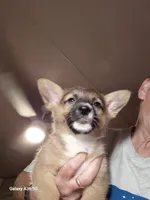 Tanqueray, a male Pembroke Welsh Corgi for sale in Saluda, VA – 4 of 8
