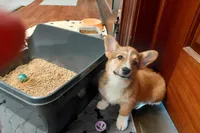 Sophia Loren, a female Pembroke Welsh Corgi for sale in Saluda, VA – Photo 8 of 9